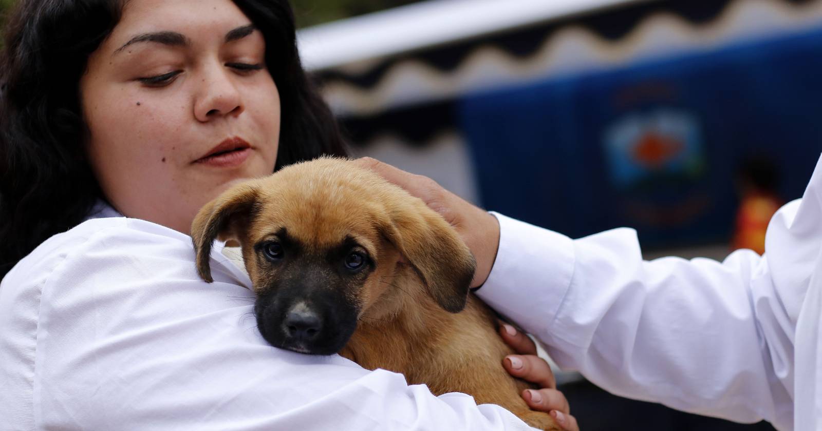 Regalar una mascota para Navidad El Dínamo