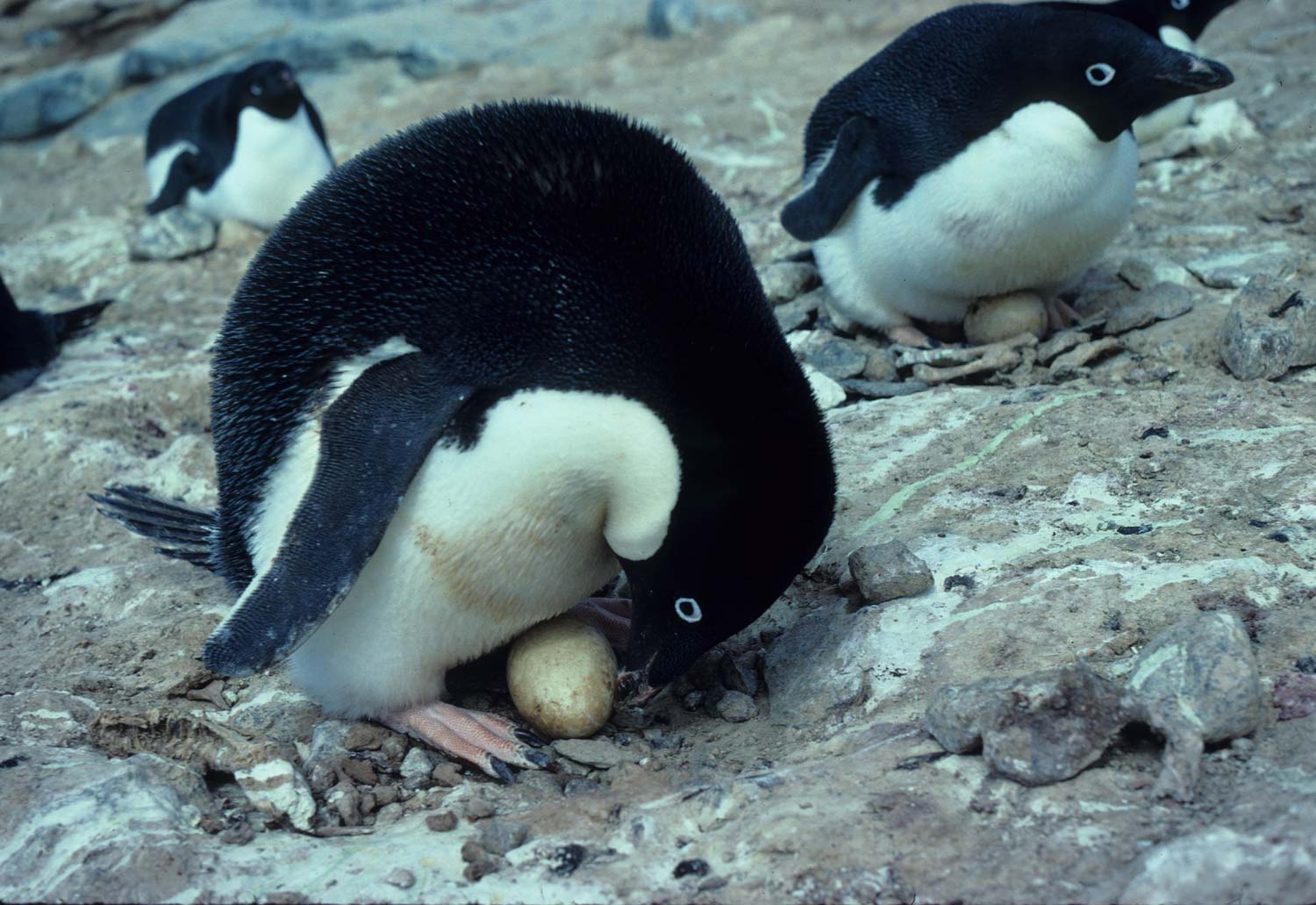 Пингвины высиживают яйца самец