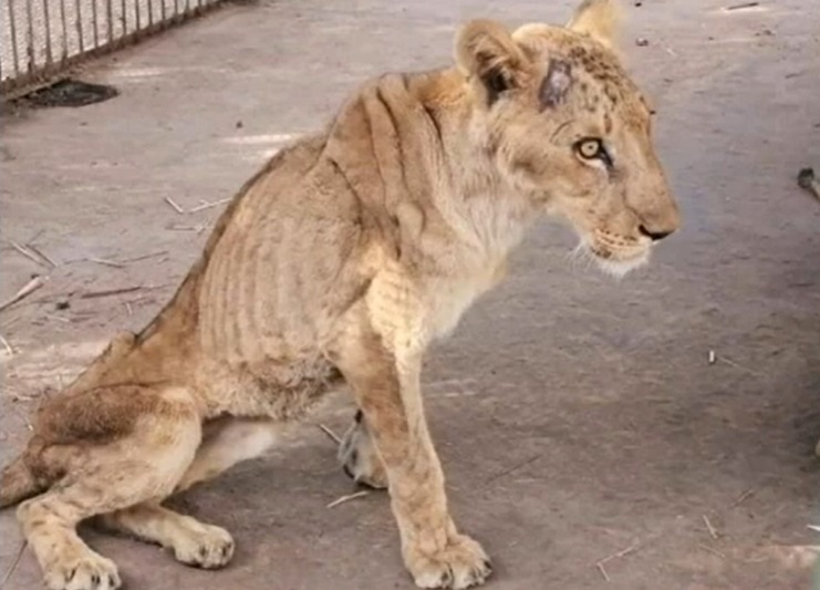 Impactantes imágenes de leones desnutridos en zoológico de Sudán