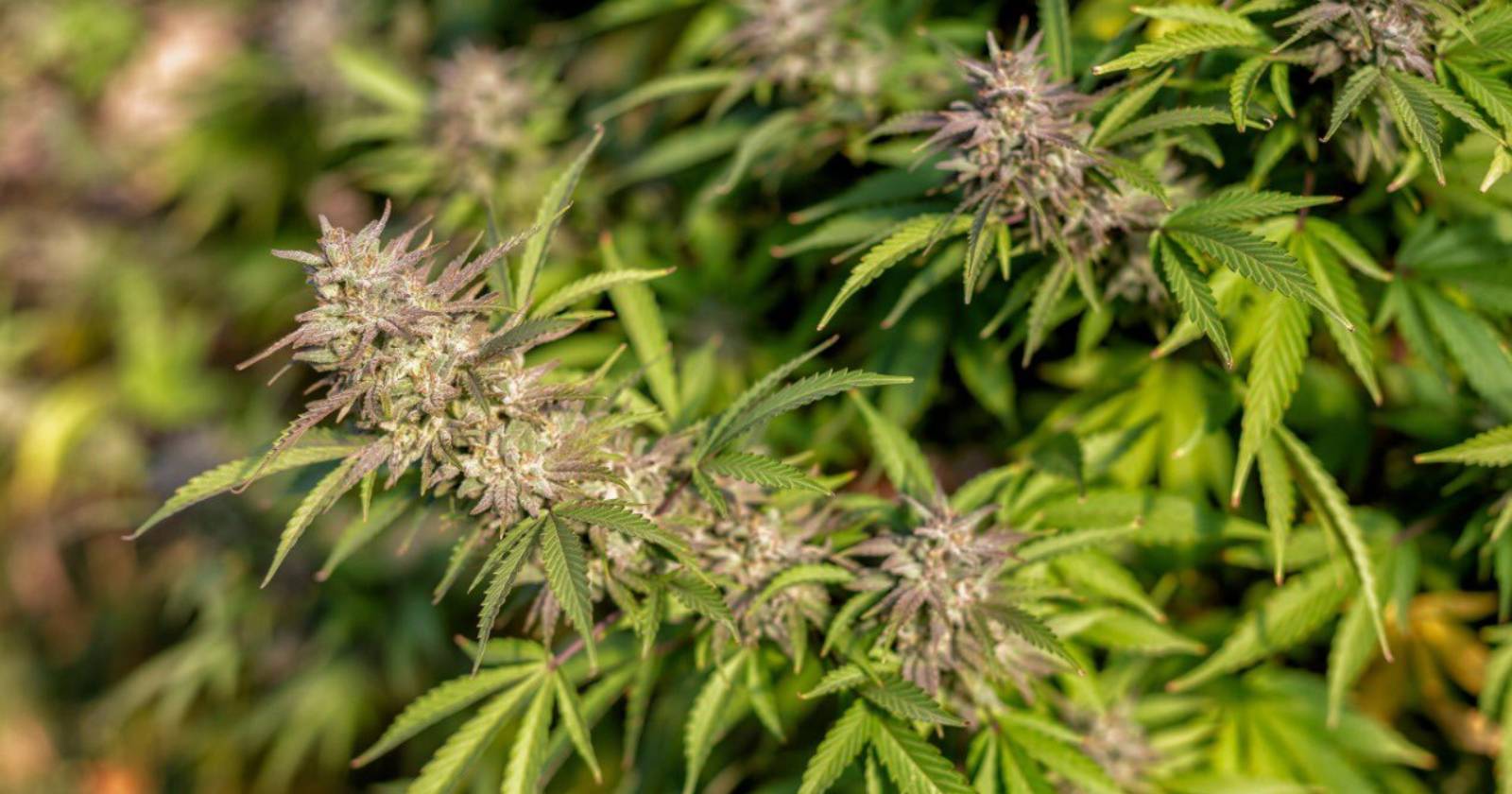 Gobierno argentino cannabis
