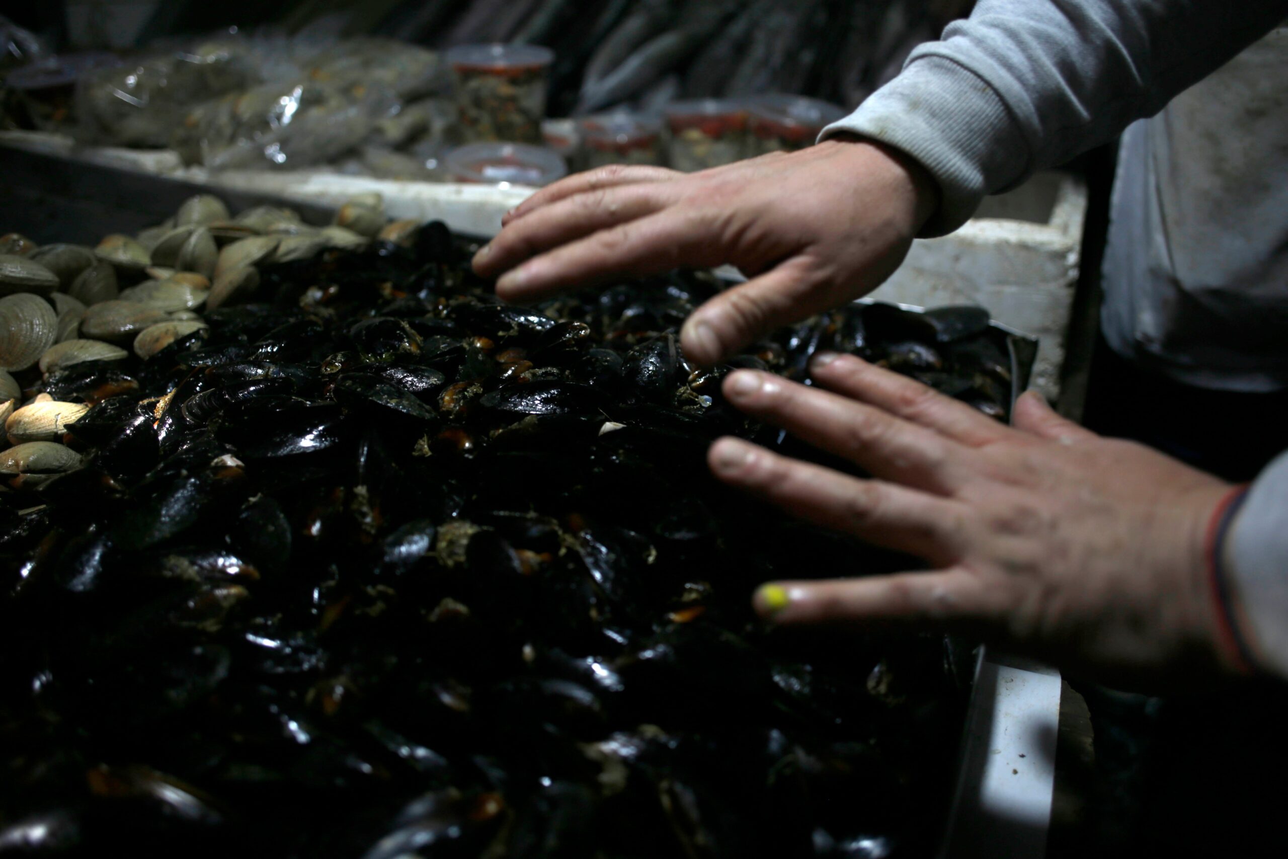 Niño de 3 años murió intoxicado por consumir mariscos con marea roja en  Calbuco - El Dínamo