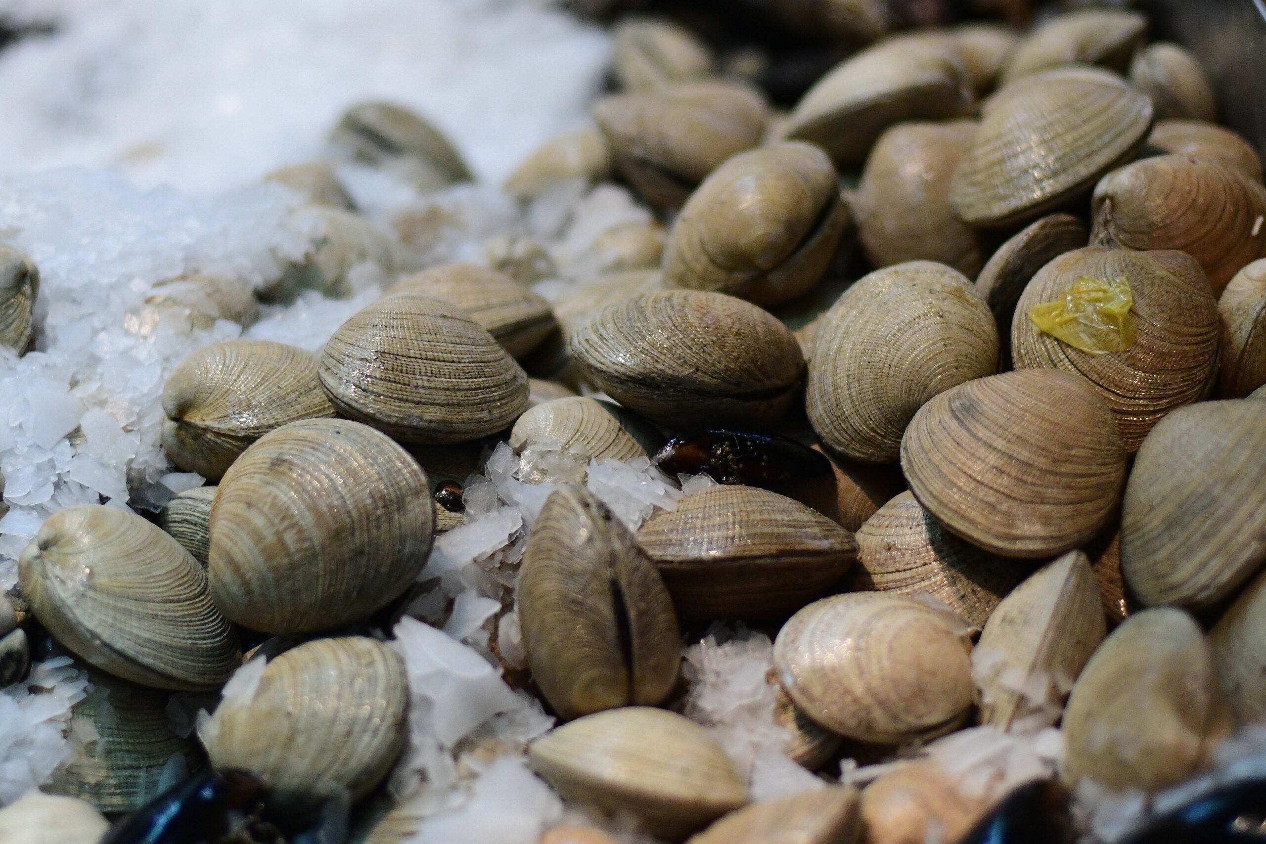 Qué es la marea roja y cómo prevenir intoxicaciones con mariscos? - El  Dínamo