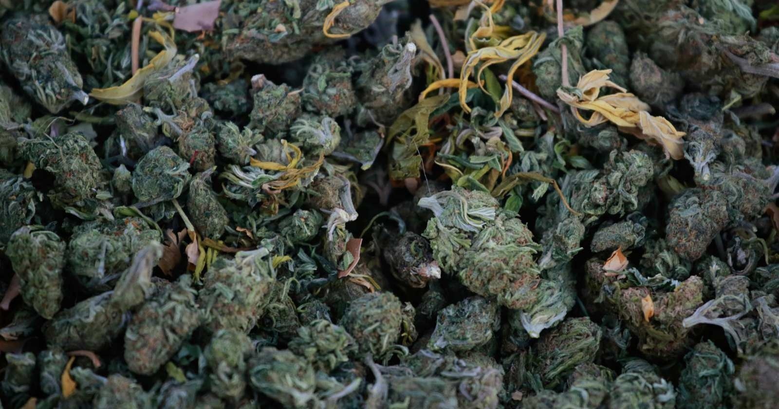 Sospechoso Policía Culpa A Ratas De Desaparición De 200 Kilos De Marihuana El Dínamo 8623