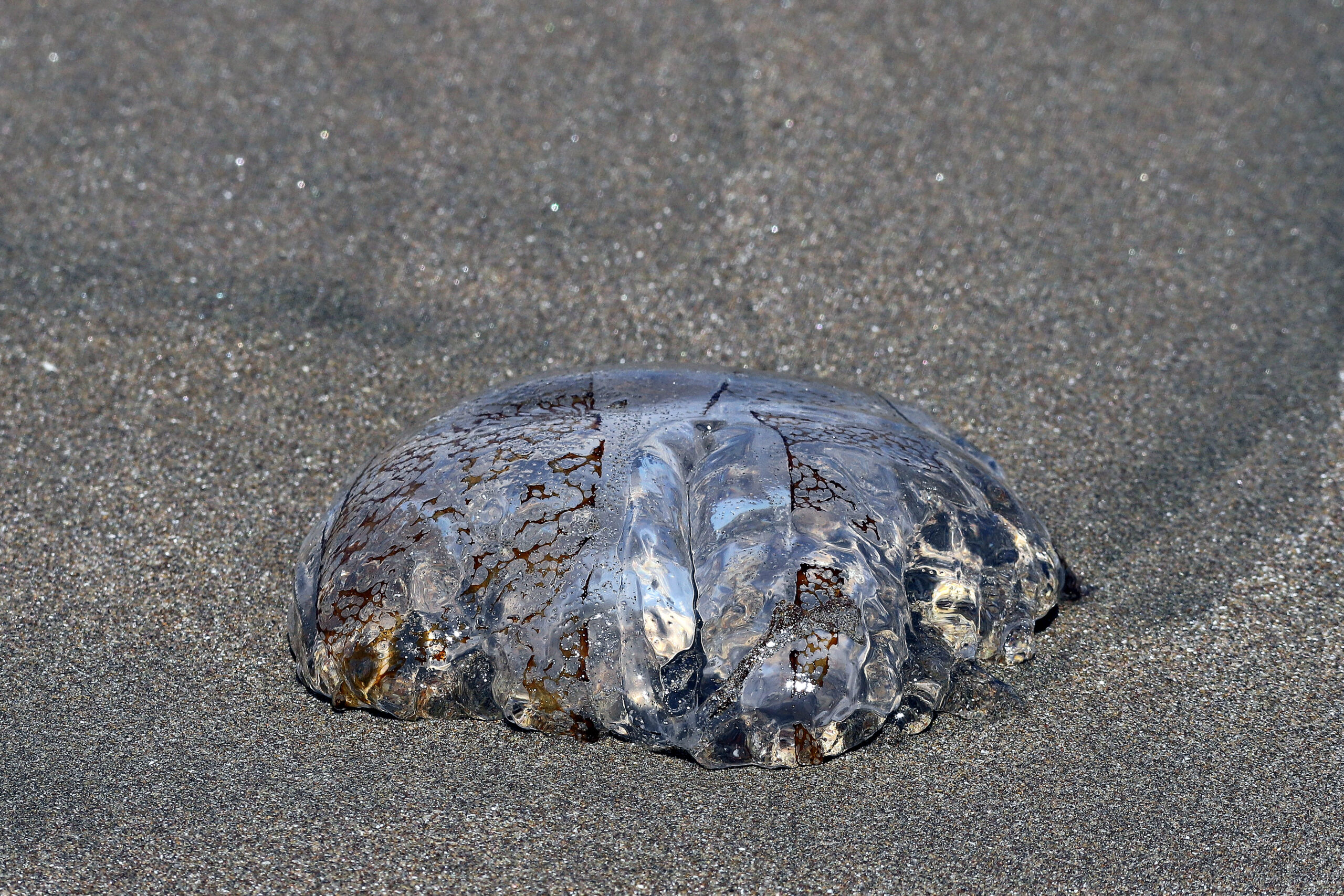 estas são as praias fechadas para nadar