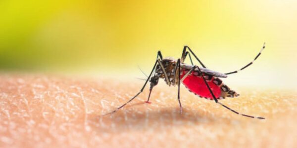 dengue alerta sanitaria